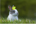 Bunnles United