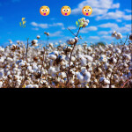 ☁️Cotton Simulator☁️ 😲😲😲 New release!!!