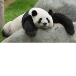 Cute Panda Bear Cult
