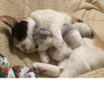 Cat 4 u