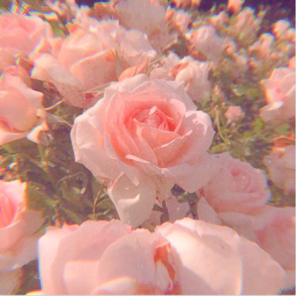 pink blossoms (credit to: we heart it. com) Roblox decal
