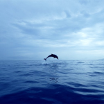 Watery Ocean Studios