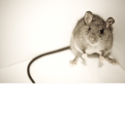 rat obby