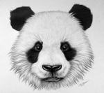 panda mans