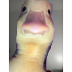 Bacon And Noobs No Slender And Emos