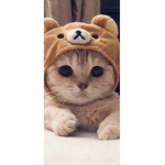 The cat group2.0