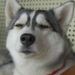 Huskys Puppys