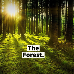 The Forest
