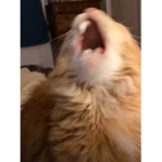 Cat Followers