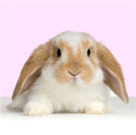 The Bunny Clan Group Thumbnail