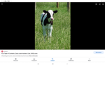 CowCow gang