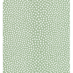daisy’s - flower