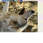 Wolf pack join to be in a wolf pack