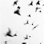 let’s talk to birds