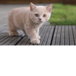 Fãs de Gatos :D