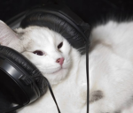 GamerCat Development