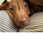 Cute puppy1