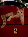 Fur-rari