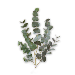 -######### Fern-