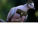Team bird are spies