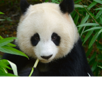 Pandas Are Incredibly cute :)