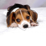 dogo and josies puppy group