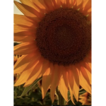Sunflowerqueens