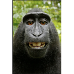 monkeybrandon fan group