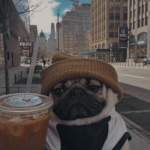 Dogswithfun