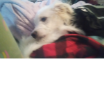 Buddyismydogg