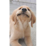 PUPPIESSSSSS