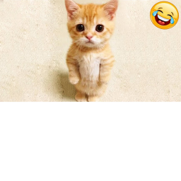 Cute Cat Obby