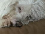 My puppy