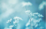 Peaceful Flowers!!!!