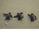 Sea Turtle Squad