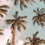 -chloe’s paradise-