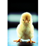 The Official Chicken Kingdom
