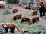 the red racoon sqaud