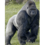 The gorilla :)