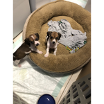 TEAM DOGGY WARRIORS