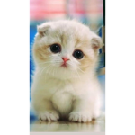 Kitty's are cute!