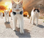 Cat gang…