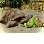 -The Tortoises-