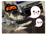 Doggydave2