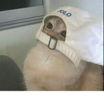 八隻母蜂