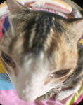 eggoketto
