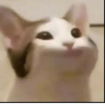 Cat group onky we gonna have cat war >:0