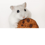 Christmas hamsters