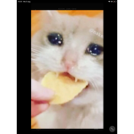 Cats are awsome..
