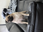 Pug squad fortnite